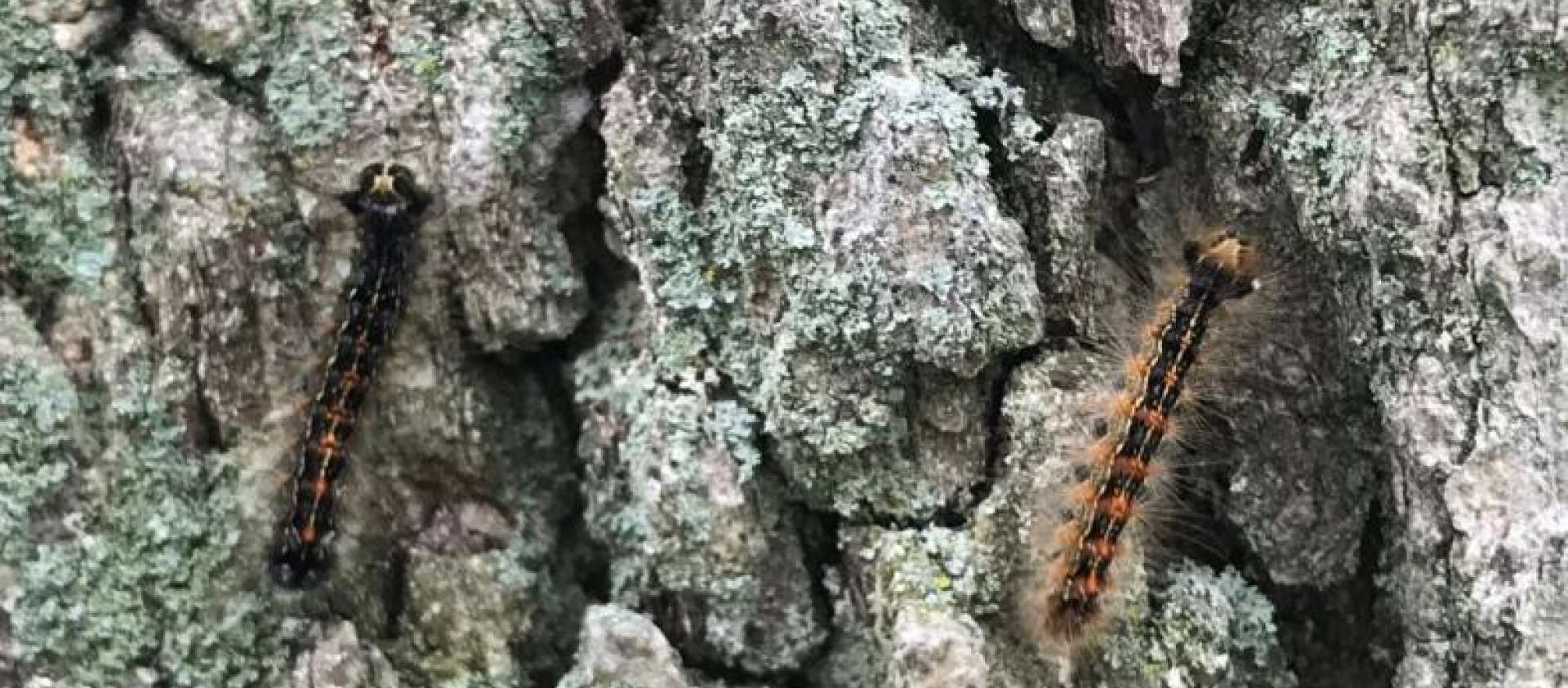 European Gypsy Moth Caterpillars on Tree 