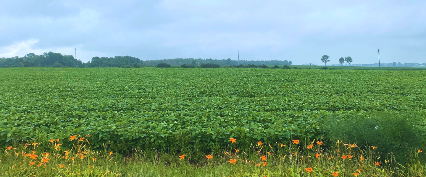 Field Landscape
