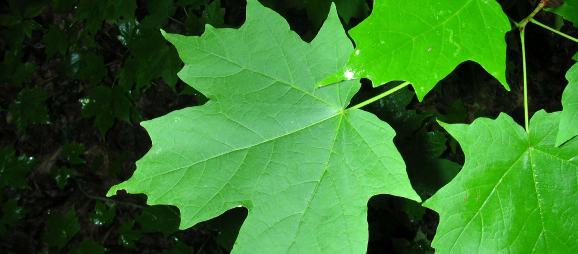Picture of three green maple leaves