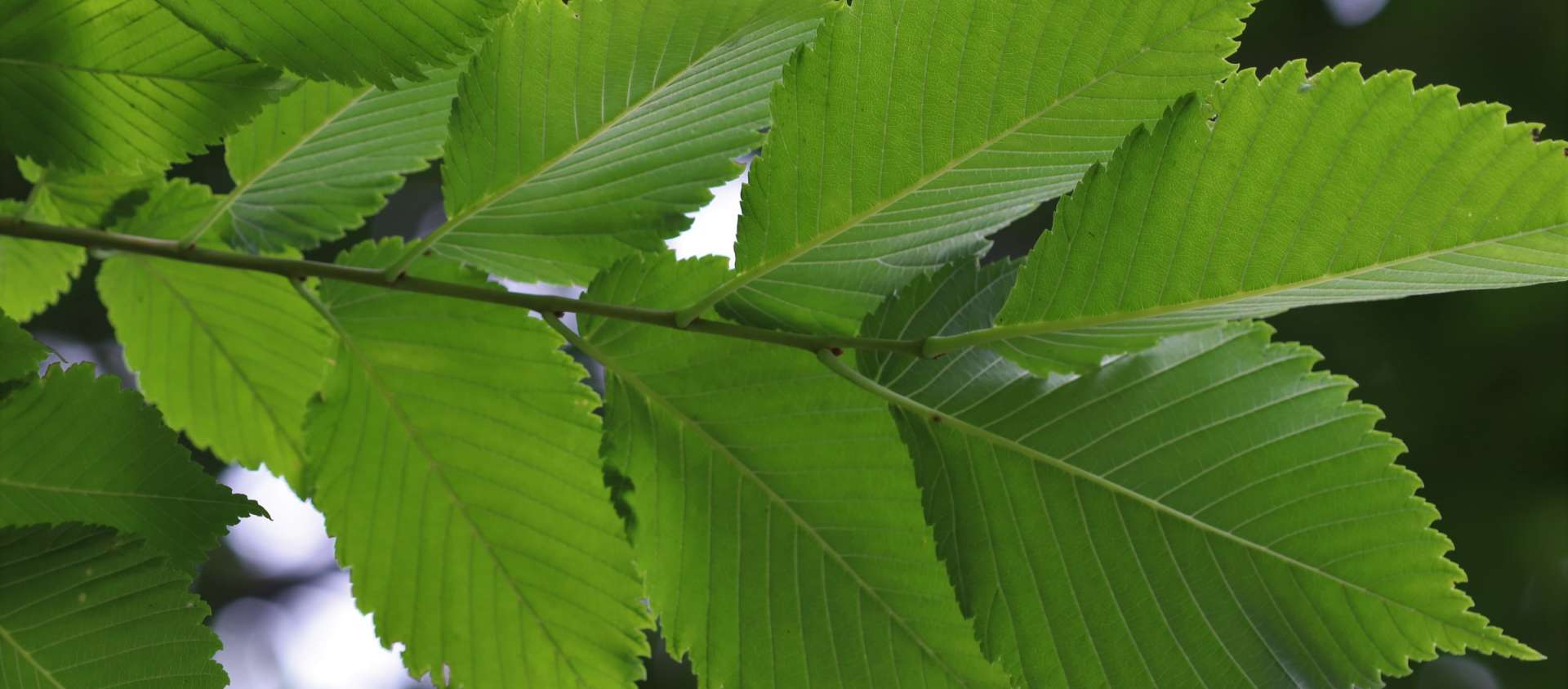 Richardson Tree Program