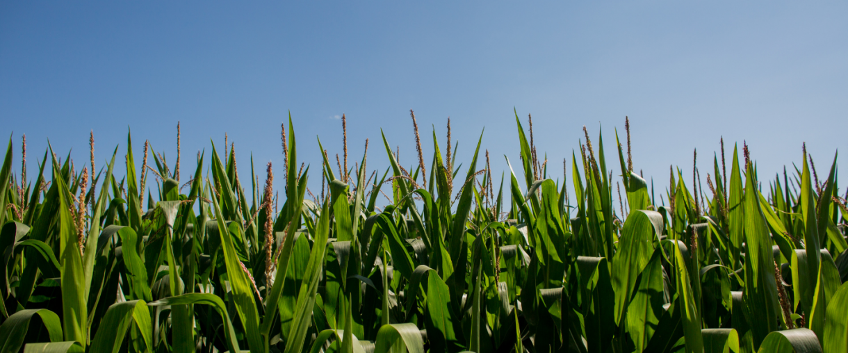 Corn Field